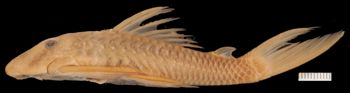 Media type: image;   Ichthyology 7863 Aspect: lateral,description